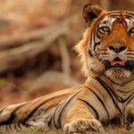 Lucknow News: बाघ के पकड़े जाने तक क्षेत्र के स्कूल-कॉलेज रहेंगे बंद, डीएम ने जारी किया ये आदेश