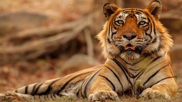 Lucknow News: बाघ के पकड़े जाने तक क्षेत्र के स्कूल-कॉलेज रहेंगे बंद, डीएम ने जारी किया ये आदेश