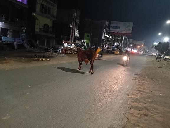 Mathura: खुद चलें संभल कर…सड़कों पर गोवंश का राज, जरा सी लापरवाही से हो सकता है हादसा