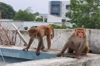Bareilly News: बंदरों ने दौड़ाया, दूसरी मंजिल से गिरकर बुजुर्ग की मौत, परिवार में मचा कोहराम