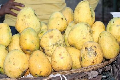 Mango: कभी देश-विदेश में थी पहचान, अब हाथरस वाले ही चख रहे बाहर का आम